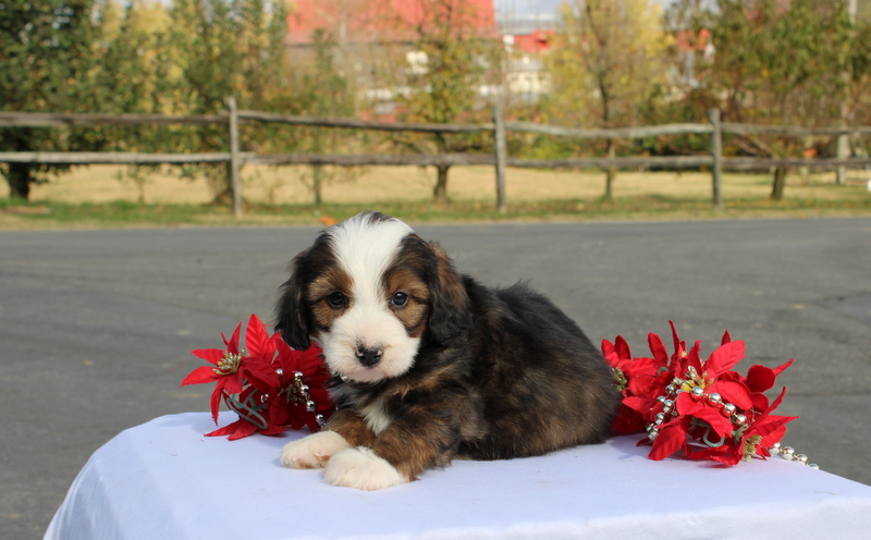 puppy, for, sale, Mini Bernedoodle F2, Matthew B. Stoltzfus, dog, breeder, Gap, PA, dog-breeder, puppy-for-sale, forsale, nearby, find, puppyfind, locator, puppylocator, aca